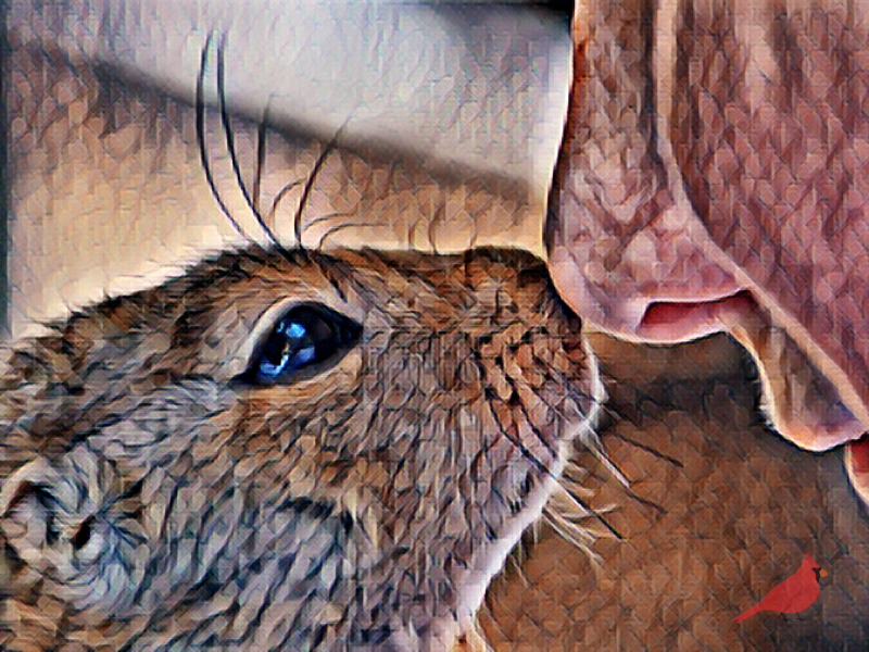 Artwork Portraying a Person Smelling a Bunny Symbolizing Clairalience 